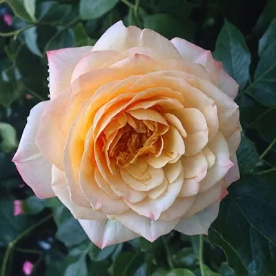 Саженцы роз АБЕЙ ДЕ СЕНТ-АМАН шраб  Саженцы роз АБЕЙ ДЕ СЕНТ-АМАН шраб в Петрозаводске