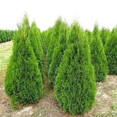 Туя СМАРАГД западная в Петрозаводске