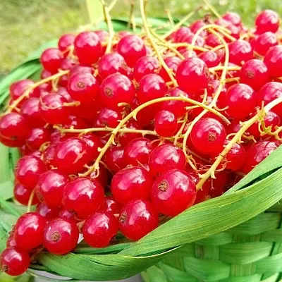 Красная  Красная в Петрозаводске