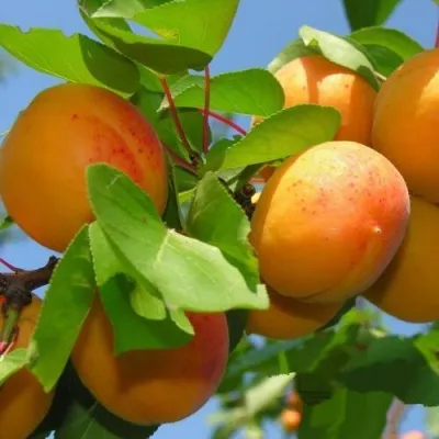 Абрикос КИЕВСКИЙ РАННИЙ в Петрозаводске