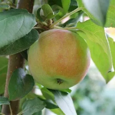 Яблоня ПОДСНЕЖНИК стелющаяся  Яблоня ПОДСНЕЖНИК стелющаяся в Петрозаводске