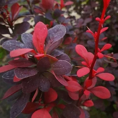 Барбарис РЕД ПИЛЛАР тунберга в Петрозаводске