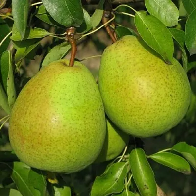 Груша НАЙТ-ВЕРТ колонновидная  Груша НАЙТ-ВЕРТ колонновидная в Петрозаводске