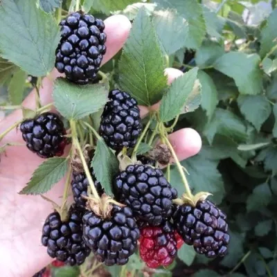 Ежевика ОУАЧИТА бесшипная — описание сорта Ежевика ОУАЧИТА бесшипная в Петрозаводске