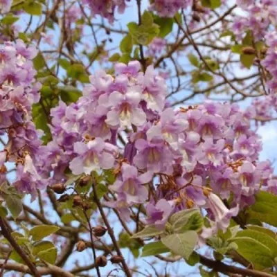 Павлония ПАО ТОГН Z07 в Петрозаводске