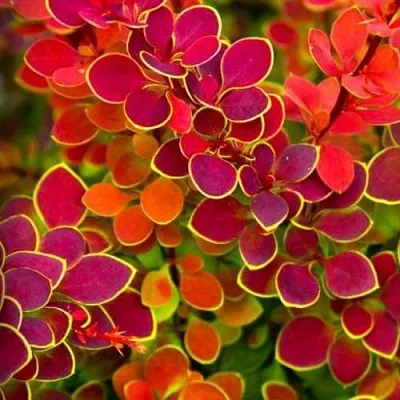 Барбарис ОРАНЖ САНРАЙЗ тунберга в Петрозаводске