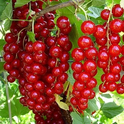 Смородина красная ЙОНКЕР ВАН ТЕТС  Смородина красная ЙОНКЕР ВАН ТЕТС в Петрозаводске