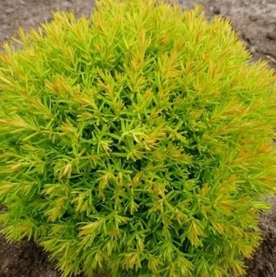 Туя АННИЕК западная в Петрозаводске