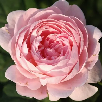 Саженцы роз КУИН ОФ СУИДЕН английская  Саженцы роз КУИН ОФ СУИДЕН английская в Петрозаводске