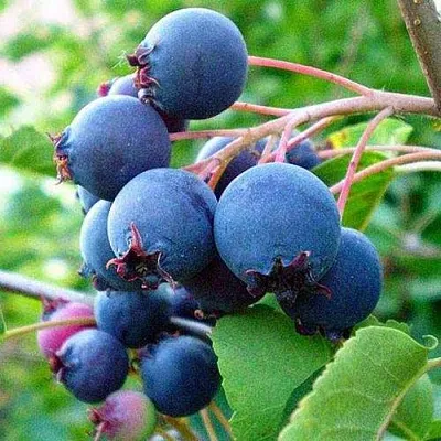 Ирга ПЕМБИНА в Петрозаводске