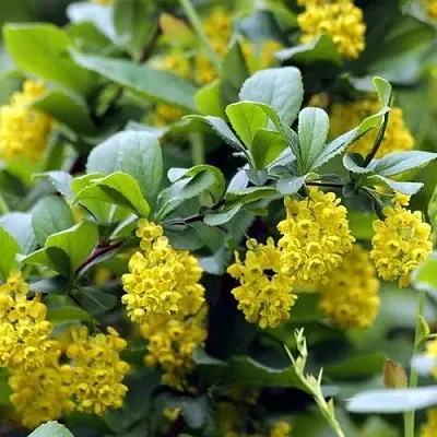 Барбарис корейский  Барбарис корейский в Петрозаводске