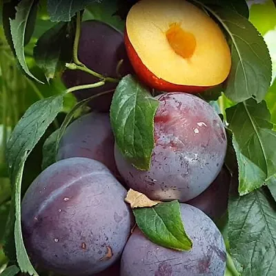 НЕКТАПРИУМ  НЕКТАПРИУМ в Петрозаводске