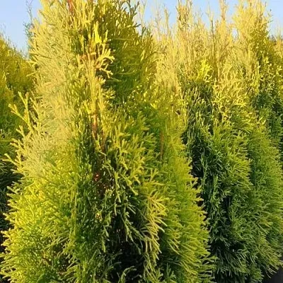 Туя ГОЛДЕН СМАРАГД западная в Петрозаводске