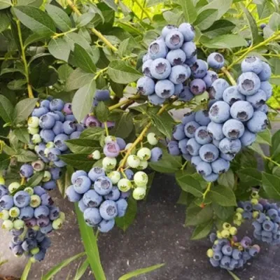 Голубика ОСОРНО — описание сорта Голубика ОСОРНО в Петрозаводске