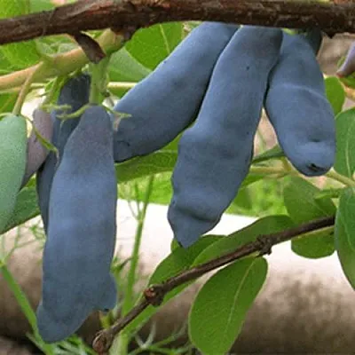 Жимолость съедобная ЛЕНИНГРАДСКИЙ ВЕЛИКАН  Жимолость съедобная ЛЕНИНГРАДСКИЙ ВЕЛИКАН в Петрозаводске