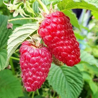 Малина ПШЕХИБА  Малина ПШЕХИБА в Петрозаводске