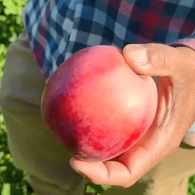 саженцы яблони