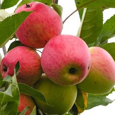 Яблоня МЕЧТА  Яблоня МЕЧТА в Петрозаводске