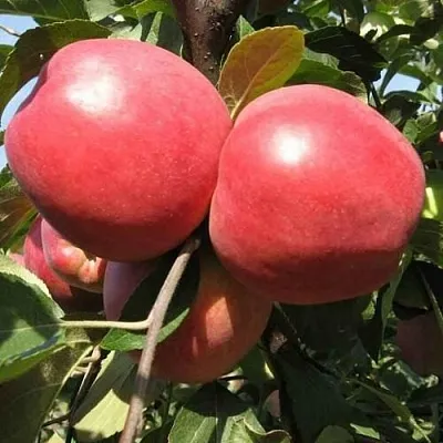 Яблоня ЗАСЛАВСКОЕ  Яблоня ЗАСЛАВСКОЕ в Петрозаводске