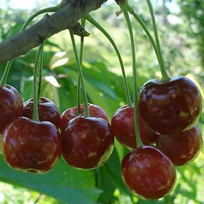 саженцы черевишни