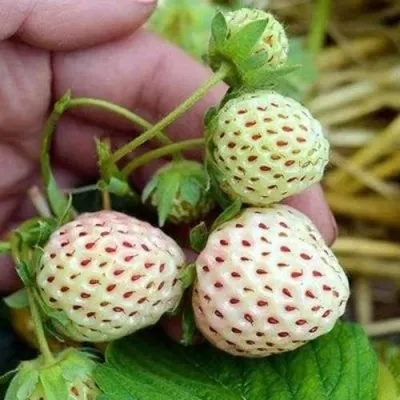 Клубника АНАНАСА ремонтантная в Петрозаводске