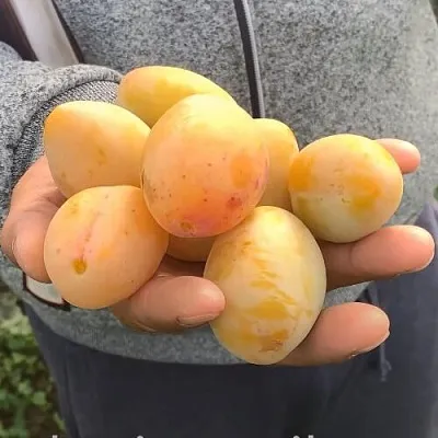 Слива ЯХОНТОВАЯ в Петрозаводске