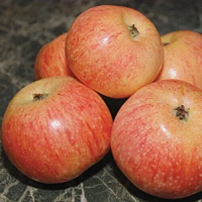 Яблоня КОНФЕТНОЕ  Яблоня КОНФЕТНОЕ в Петрозаводске
