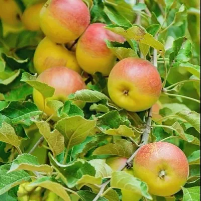 Яблоня ПАМЯТЬ БЛЫНСКОГО колонновидная  Яблоня ПАМЯТЬ БЛЫНСКОГО колонновидная в Петрозаводске