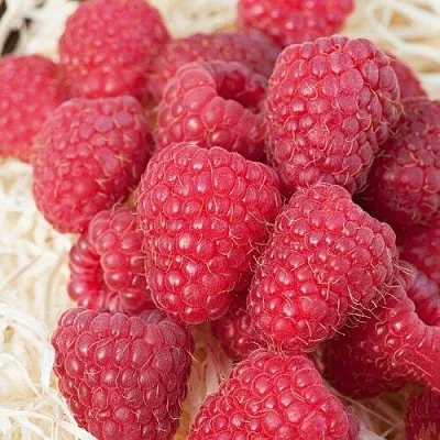 Малина МАРАСТАР  Малина МАРАСТАР в Петрозаводске