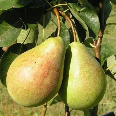 Груша ДУХМЯНАЯ  Груша ДУХМЯНАЯ в Петрозаводске