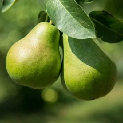 Груша Г-1 колонновидная  Груша Г-1 колонновидная в Петрозаводске