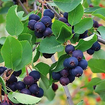 Ирга THIESSEN в Петрозаводске