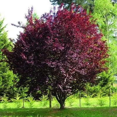 Декоративная  Декоративная в Петрозаводске