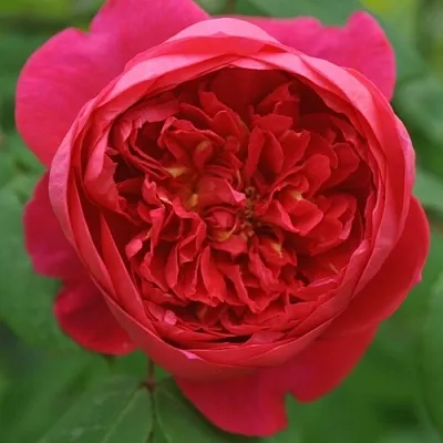 Саженцы роз БЕНДЖАМИН БРИТТЕН шраб  Саженцы роз БЕНДЖАМИН БРИТТЕН шраб в Петрозаводске