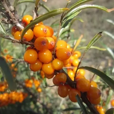 Облепиха СУДАРУШКА в Петрозаводске