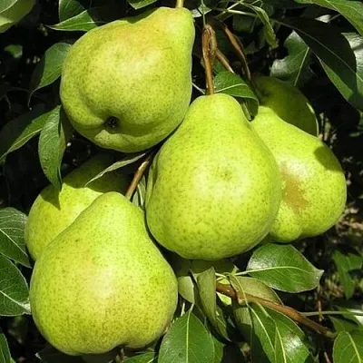 Груша АВГУСТОВСКАЯ РОСА  Груша АВГУСТОВСКАЯ РОСА в Петрозаводске