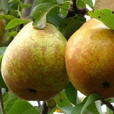 Груша БЕЛОРУСКА  Груша БЕЛОРУСКА в Петрозаводске