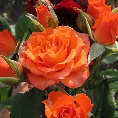 Саженцы роз АЛЕГРИЯ спрей  Саженцы роз АЛЕГРИЯ спрей в Петрозаводске