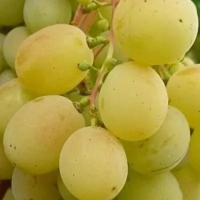 Виноград ТАЛИСМАН в Петрозаводске