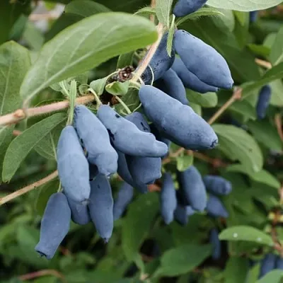 Жимолость съедобная ТОМИ японская  Жимолость съедобная ТОМИ японская в Петрозаводске