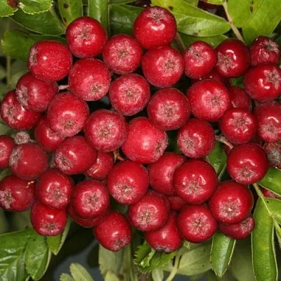 Рябина РУБИНОВАЯ сладкоплодная в Петрозаводске