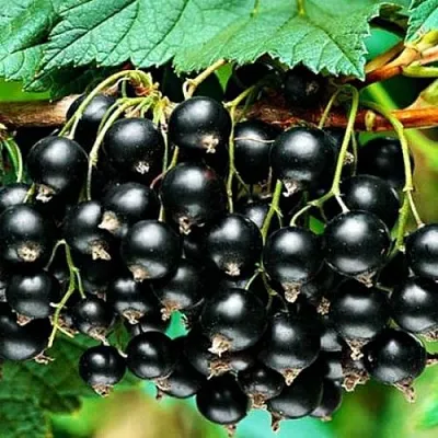 Смородина черная АТЛАНТ  Смородина черная АТЛАНТ в Петрозаводске