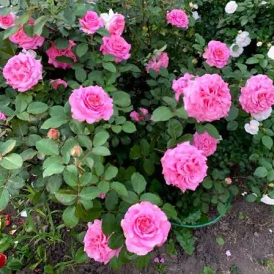 Саженцы роз ЭШЛИ чайно-гибридная — описание сорта Саженцы роз ЭШЛИ чайно-гибридная в Петрозаводске