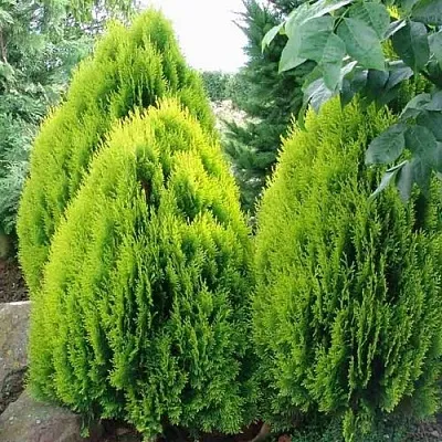 Туя восточная в Петрозаводске