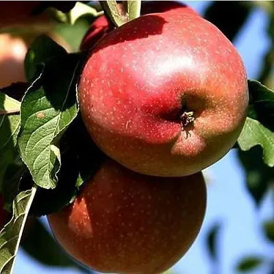 Яблоня АНТЕЙ КИЕВСКИЙ колонновидная  Яблоня АНТЕЙ КИЕВСКИЙ колонновидная в Петрозаводске