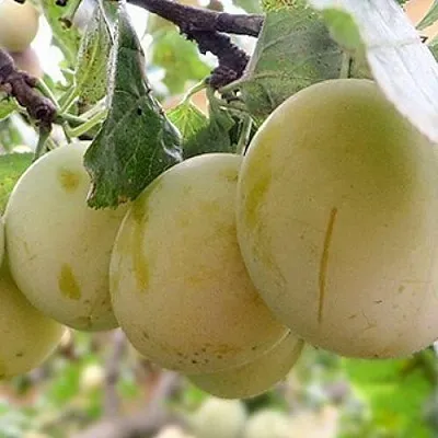 Слива УТРО в Петрозаводске