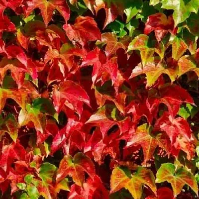 Девичий виноград тройчатый ВИЧИ  Девичий виноград тройчатый ВИЧИ в Петрозаводске