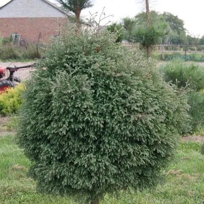 Туя вересковидная в Петрозаводске