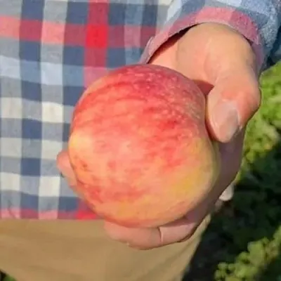 Яблоня ВАСЮГАН колонновидная  Яблоня ВАСЮГАН колонновидная в Петрозаводске