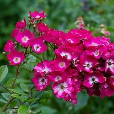 Саженцы роз МАРДЖОРИ ФЕЙР полиантовая  Саженцы роз МАРДЖОРИ ФЕЙР полиантовая в Петрозаводске